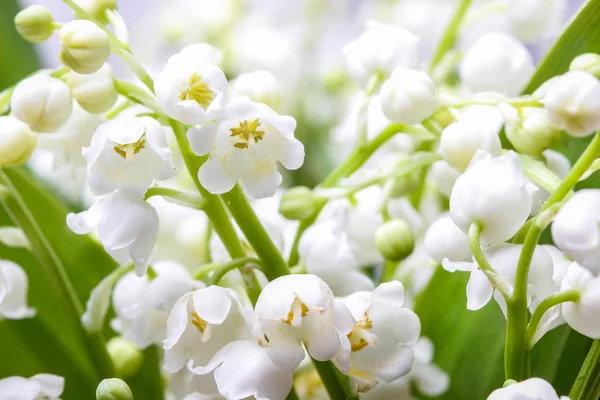 Maiglöckchen. Nahaufnahme, selektiver Fokus — Stockfoto