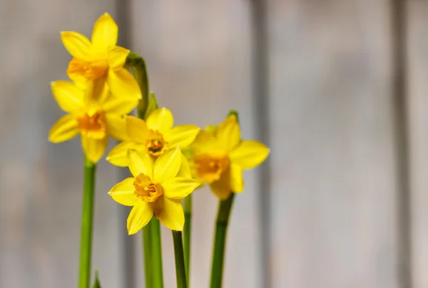 Daffodils on wooden background, selective focus — Stock Photo, Image