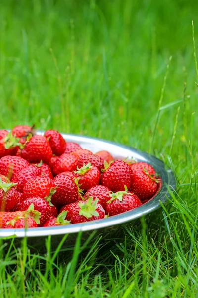Bol argenté de fraises sur herbe verte dans le jardin. Sélectionner — Photo