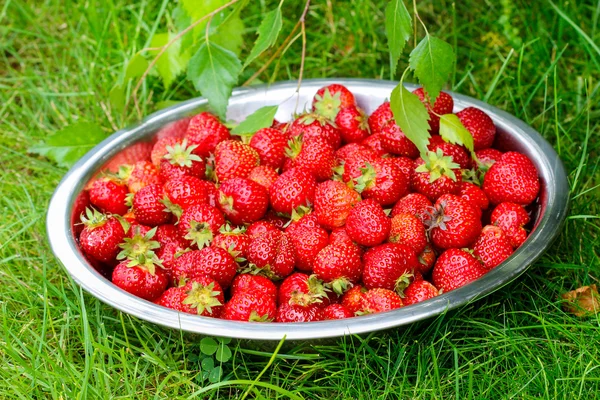 Silver bowl of strawberries on green grass in the garden — Stock Photo, Image