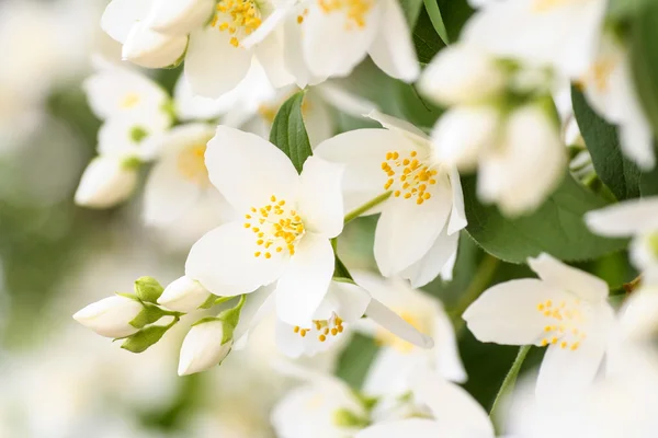 Flor de jasmim, foco seletivo — Fotografia de Stock