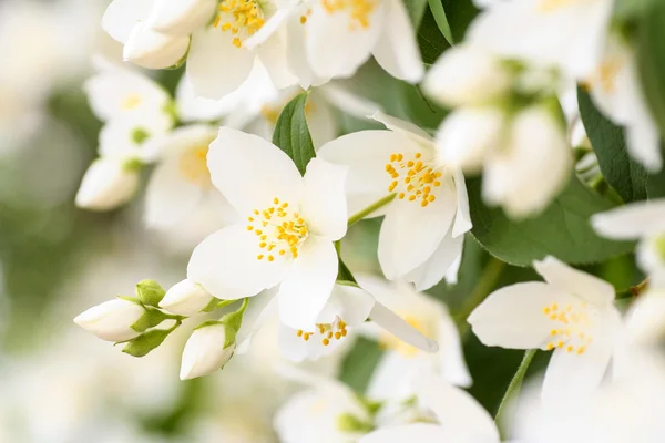 Flor de jazmín, enfoque selectivo — Foto de Stock