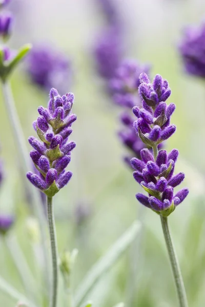 Campo de lavanda en la luz del atardecer. Enfoque selectivo — Foto de Stock