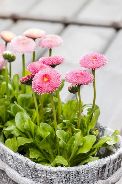 Marguerites roses sur table en bois — Photo