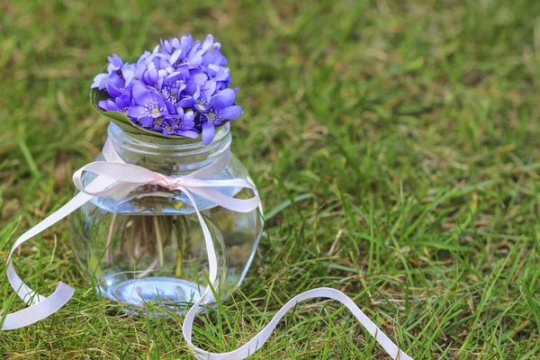 Przylaszczka kwiaty, bardzo mały bukiet na zielonej trawie — Zdjęcie stockowe