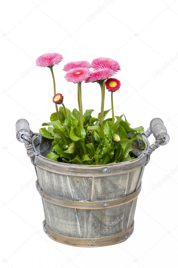 Pink daisies in wooden pot isolated on white background