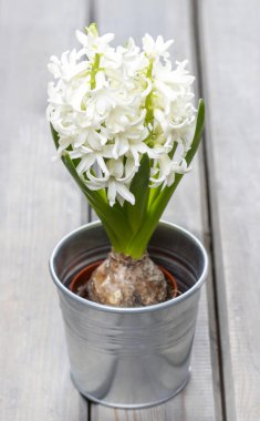 izole ahşap arka plan üzerinde beyaz sümbül. seçici odak