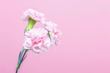 pembe bir arka plan üzerinde tek pembe karanfil. kopya alanı