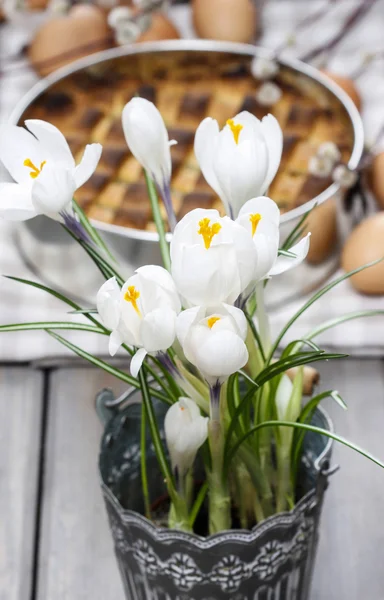 Blommande vita krokusar, närbild, studio skott, selektiv inriktning. — Stockfoto