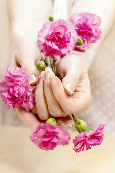 Rózsaszín szegfű gyönyörű kezében. Tökéletes körmök, francia manicur — Stock Fotó