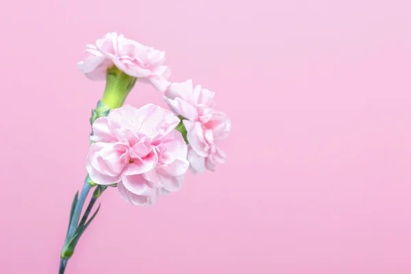 粉红色的背景上的单个粉色康乃馨。副本空间 — 图库照片