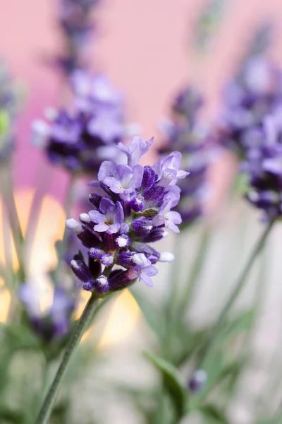 Lavendel, selektiver Fokus — Stockfoto