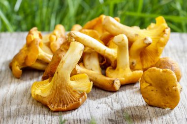 Altın cibarius bilinen cantharellus cibarius