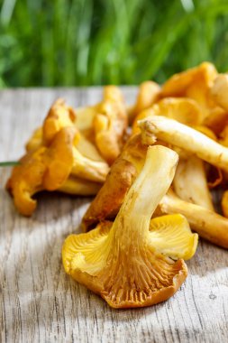 Altın cibarius bilinen cantharellus cibarius