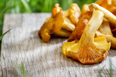 Cantharellus cibarius bilinen cantharellus cibarius