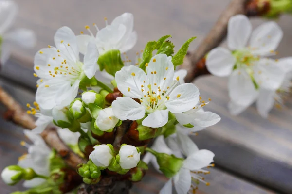 Flor de manzana sobre fondo de madera. Macro — Foto de Stock