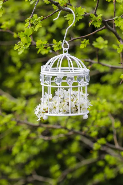 Gabbia per uccelli con fiori all'interno, appesa a un ramo in verde — Foto Stock