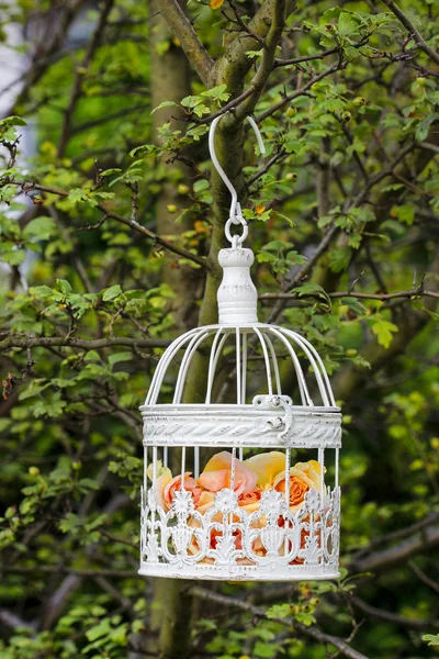 Rosas pasteles en jaula de pájaros vintage blanca colgando de la rama. Jardín — Foto de Stock