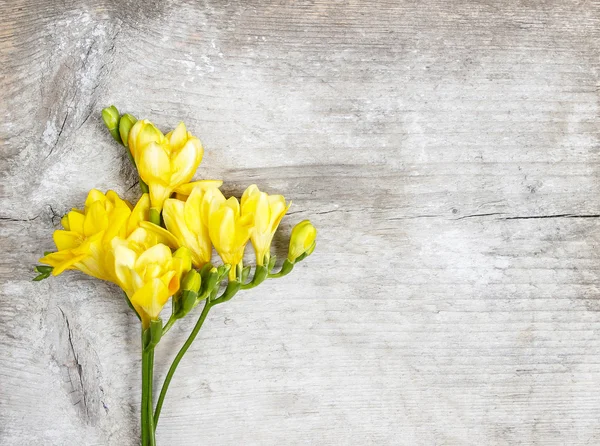 Gul freesia blomma på trä bakgrund. kopia utrymme — Stockfoto