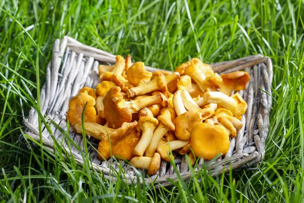 Cantharellus cibarius, commonly known as the chanterelle, golden — Stock Photo, Image