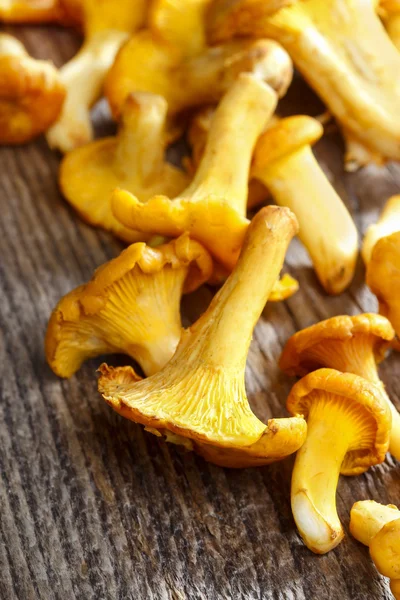 Cantharellus cibarius, commonly known as the chanterelle, golden — Stock Photo, Image