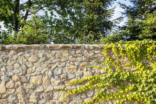 La hiedra verde en una pared de piedra arenisca, jardín detrás de la pared —  Fotos de Stock