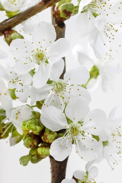 白地にりんごの花 — ストック写真