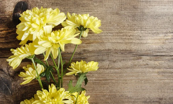 Gelbe Chrysanthemen auf Holzgrund. Kopierraum — Stockfoto