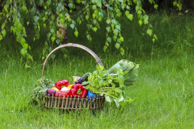 Bahçe taze sebze sepeti. Huş ağacı dalları