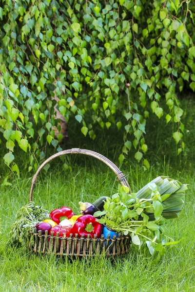 Cesto di verdure fresche in giardino. Rami di betulla — Foto Stock