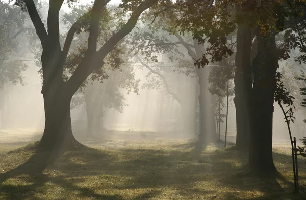 Rayons de lumière dans la forêt brumeuse — Photo