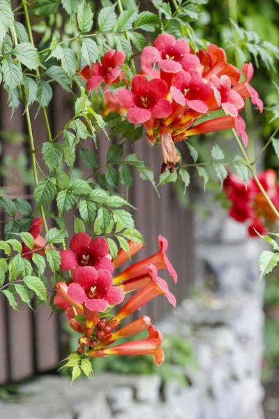 Кампсис (труба ползучая, труба виноградная) цветок цветет — стоковое фото