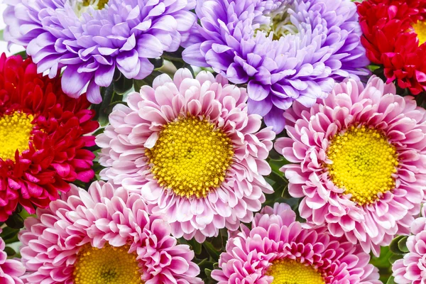 Aster flowers — Stock Photo, Image