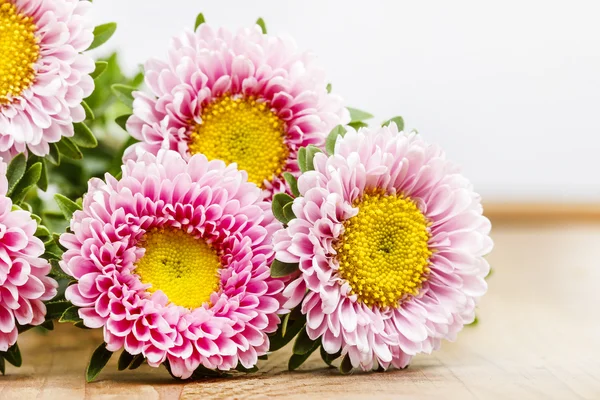 Kwiaty Aster — Zdjęcie stockowe