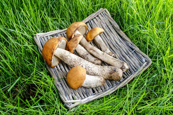 Кошик грибів на зеленій траві — стокове фото