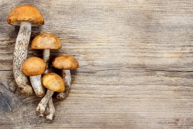 Leccinum mantar (kavak mantar) ahşap arka plan üzerinde. Boş