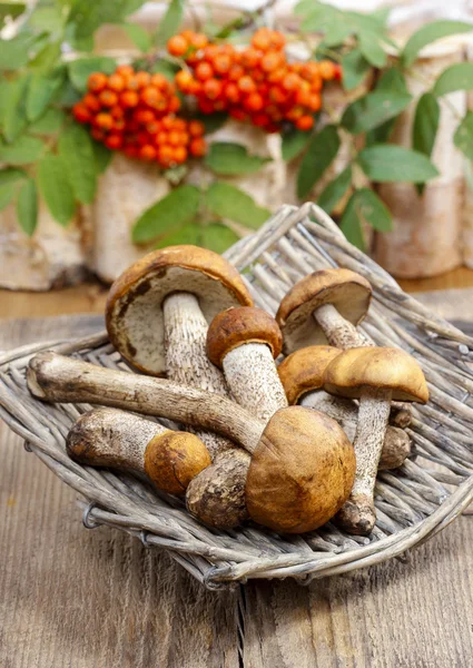 Cesto di funghi — Foto Stock