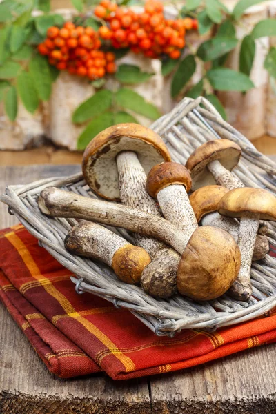 Mand van paddestoelen — Stockfoto