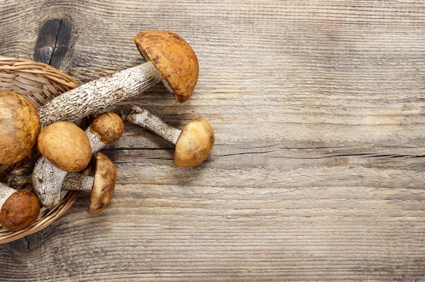 Leccinum mushrooms (aspen mushrooms) on wooden background. Blank — Stock Photo, Image