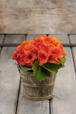 tropaeolum nasturtium bilinen anlamıyla burun twister
