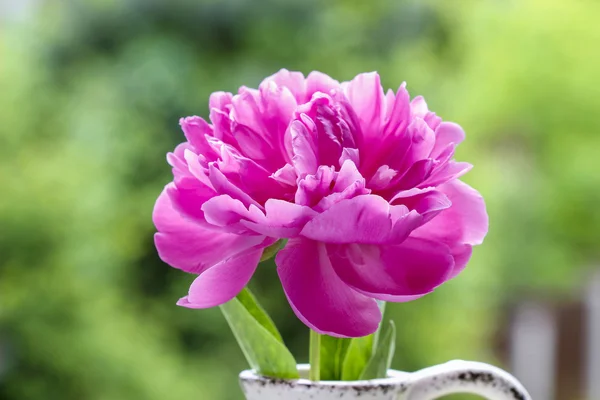 Single pink peony flower in white ceramic vase on wooden table — Stock Photo, Image