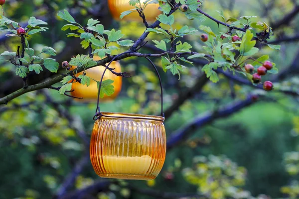 Оранжевый фонарь висит на ветке боярышника. Декор вечеринки в саду — стоковое фото