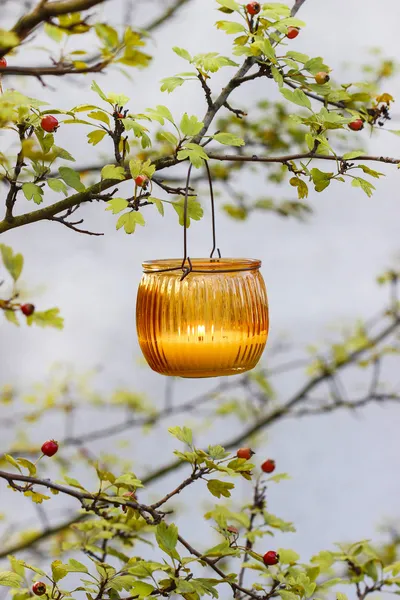 Πορτοκαλί φανάρι που κρέμεται σε κλάδο hawthorn. διακόσμηση πάρτι στον κήπο — Φωτογραφία Αρχείου