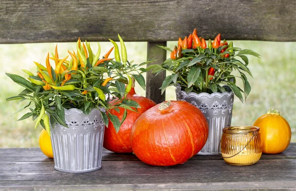 Paprika und Kürbisse auf Holzbänken. schöne Herbstkulisse — Stockfoto