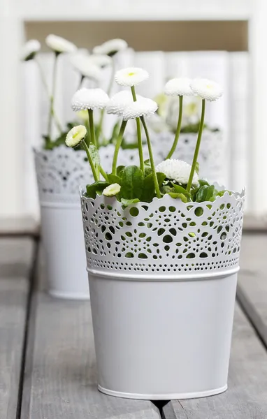 Marguerites blanches fraîches dans la bibliothèque — Photo