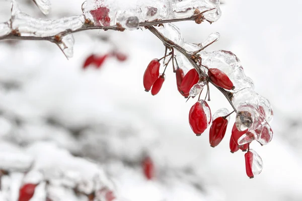 Berberis rama bajo nieve pesada y hielo. Enfoque selectivo — Foto de Stock