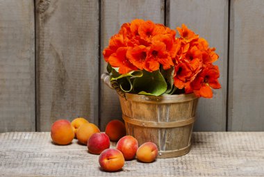 tropaeolum nasturtium bilinen anlamıyla burun-kasırga o