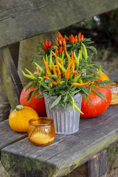 Paprika und Kürbisse auf Holzbänken. schöne Herbstkulisse i — Stockfoto