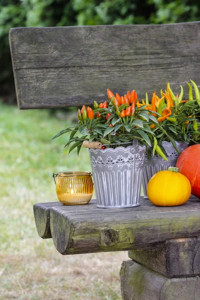 Peppers and pumpkins on wooden bench. Beautiful autumn setting i — Stock Photo, Image