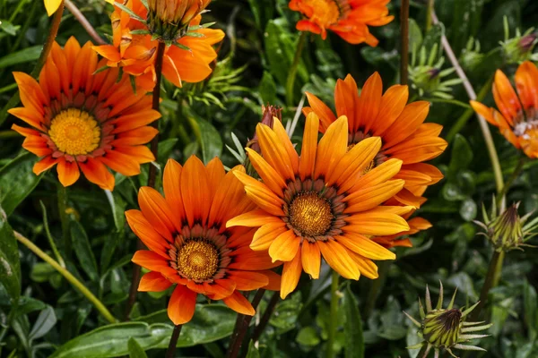 Beautiful orange dahlia flowers in the garden — Stock Photo, Image